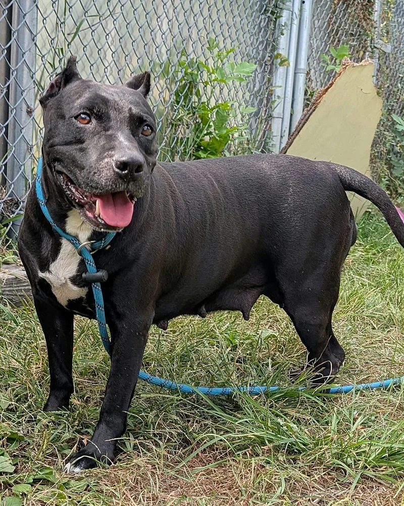 An adult medium-sized female Black Pit Bull Terrier dog named Raisinet for adoption in Chicago, IL