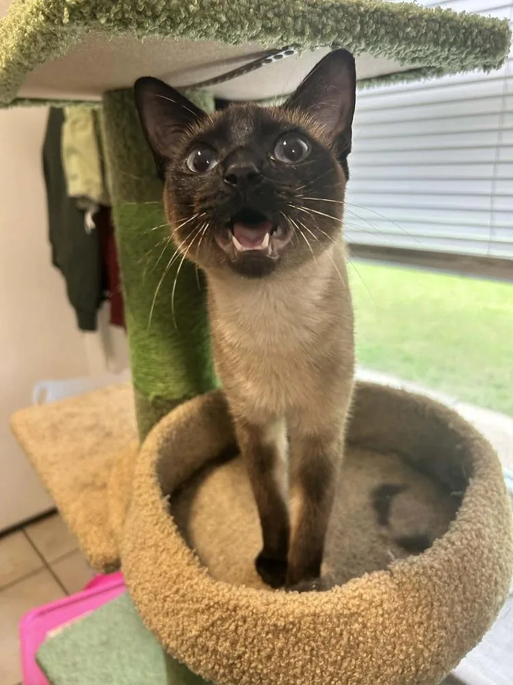 A young small-sized female Siamese cat named Minnie for adoption in Lorena, TX