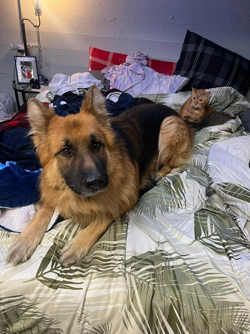 An adult large-sized male German Shepherd Dog dog named Cassidy for adoption in Owensboro, KY