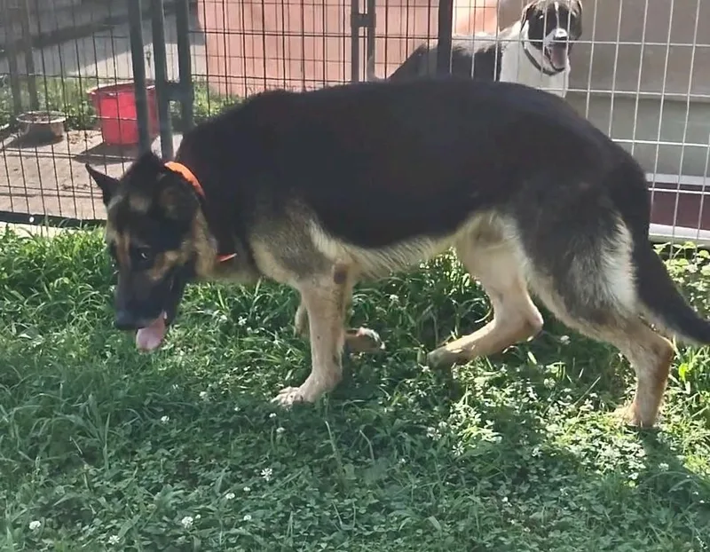A senior large-sized male German Shepherd Dog dog named Chester for adoption in Clay City, KY