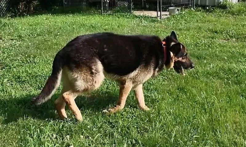Chester thumbnail 2