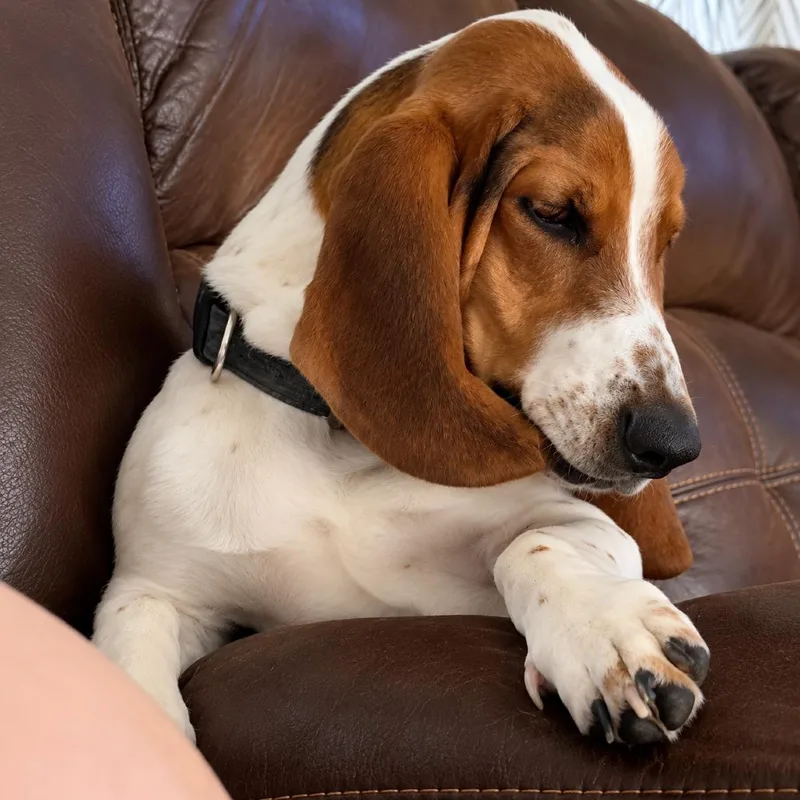 An adult medium-sized male Basset Hound dog named Buck for adoption in New Orleans, LA