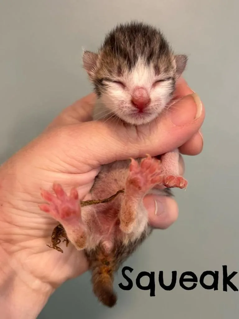 A baby small-sized male Domestic Short Hair cat named Squeak for adoption in Rutherfordton, NC