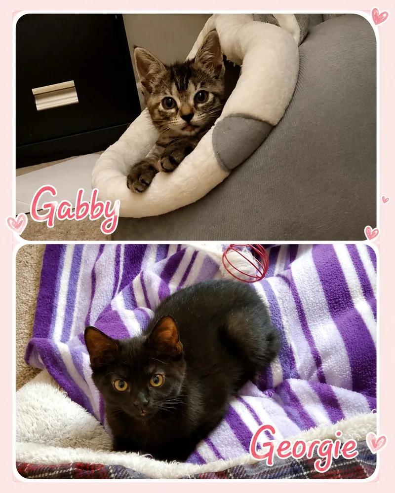 A baby medium-sized male Black & White / Tuxedo Domestic Short Hair cat named Gabby & Georgie for adoption in Jacksonville, FL