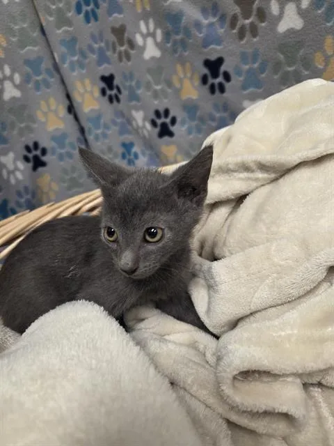 A baby small-sized male Domestic Short Hair cat named Huckle for adoption in Rosenberg, TX