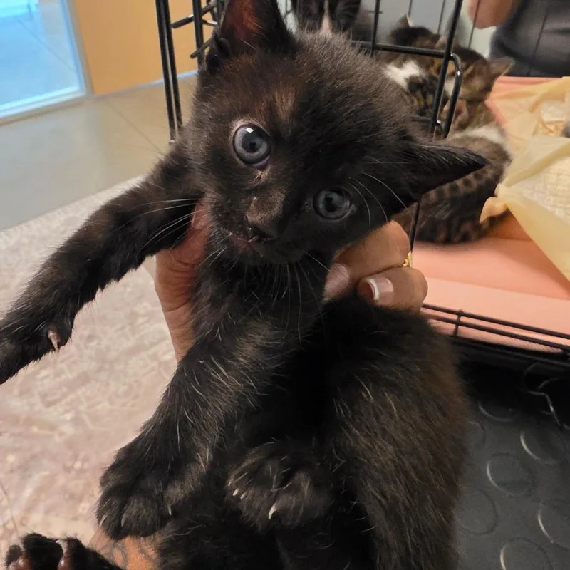 A baby small-sized female Black Domestic Short Hair cat named Dandelion for adoption in Leander, TX