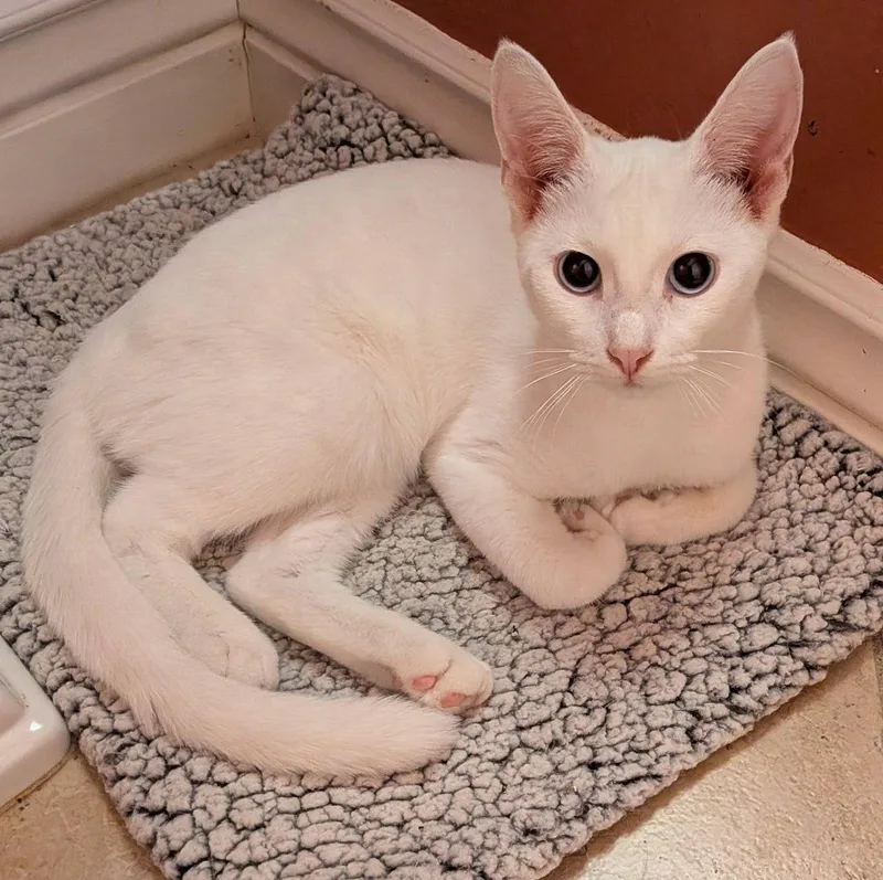 A baby medium-sized female White Siamese cat named Paloma for adoption in Queen Creek, AZ