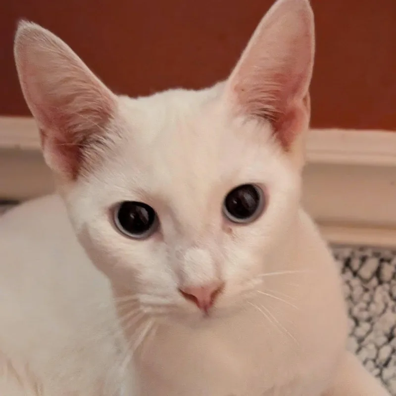 Paloma thumbnail 3