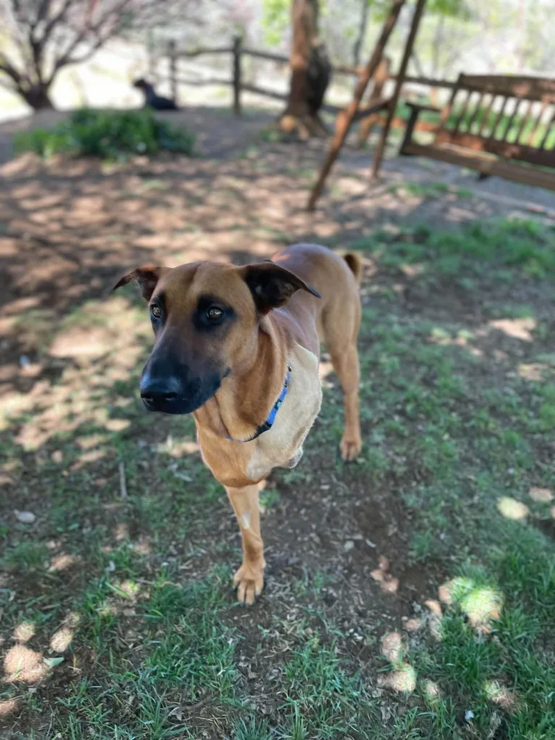 A young large-sized female Doberman Pinscher dog named Thor for adoption in Anza, CA