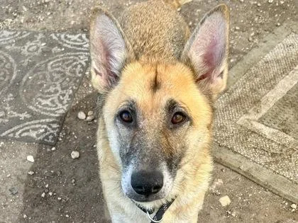 An adult medium-sized female Apricot / Beige Mixed Breed dog named Delilah for adoption in Georgetown, TX