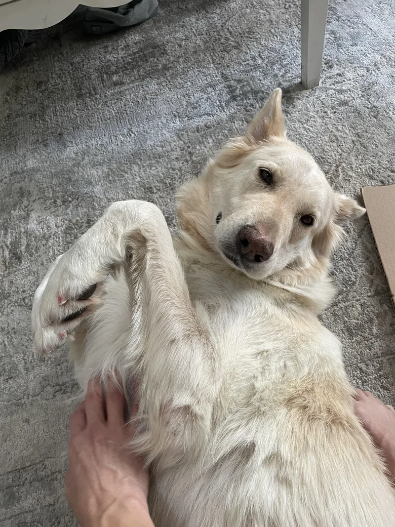 Maple
