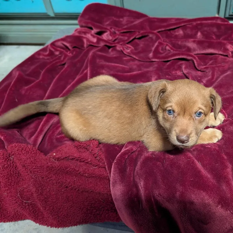 A baby medium-sized female Brown / Chocolate Mixed Breed dog named Rowan for adoption in Chicago, IL