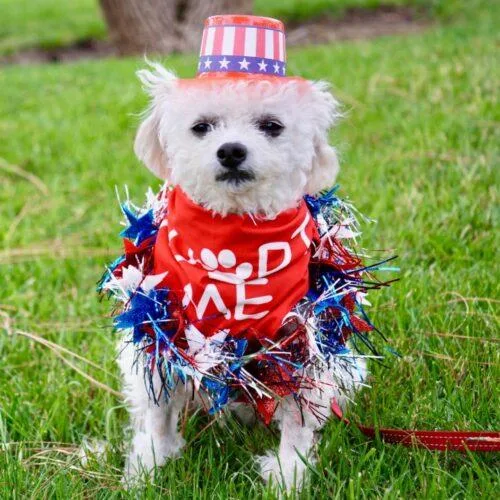 An adult small-sized female White / Cream Miniature Poodle dog named Tina for adoption in San Juan Capistrano, CA