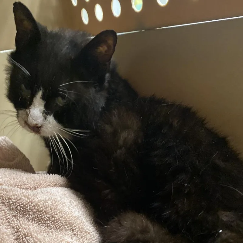 A senior medium-sized male Black Domestic Short Hair cat named 71614 for adoption in Harrisonburg, VA