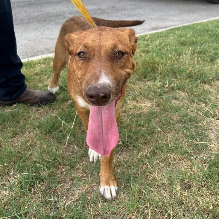 A young medium-sized male Red / Chestnut / Orange German Shepherd Dog dog named Huggie Bear for adoption in Austin, TX
