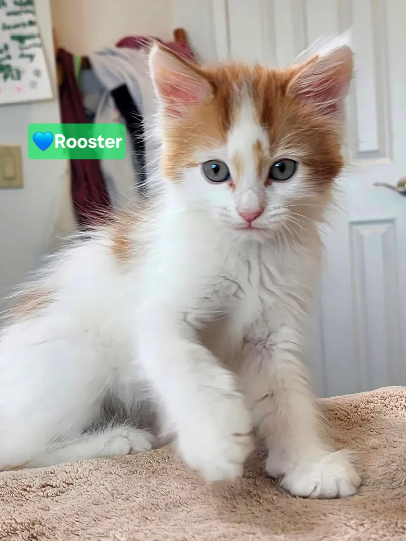 A baby small-sized male Orange / Red Maine Coon cat named Rooster for adoption in Yorba Linda, CA