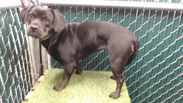A young medium-sized female Beagle dog named Stubs for adoption in Downey, CA