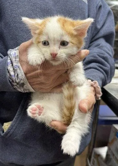 Toffee