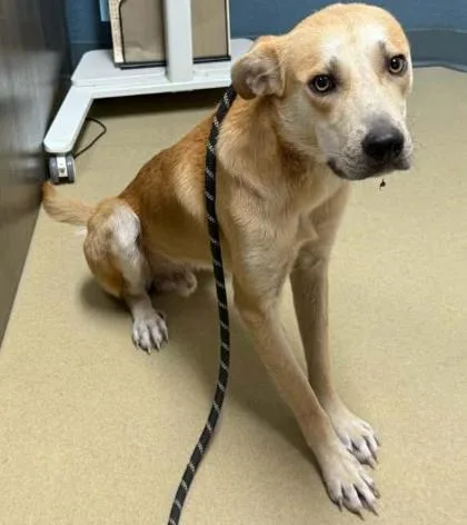An adult medium-sized male Mixed Breed dog named Yogi for adoption in Sullivan, IN