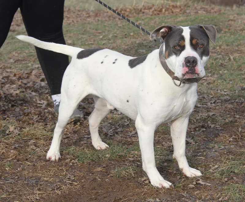 An adult large-sized male White / Cream American Staffordshire Terrier dog named Titus Rn Zeus for adoption in Marietta, OH