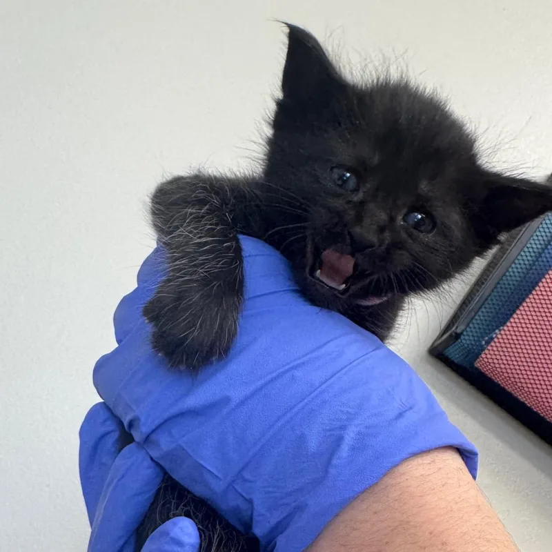 A baby small-sized female Black Domestic Short Hair cat named Betty for adoption in Columbiana, AL
