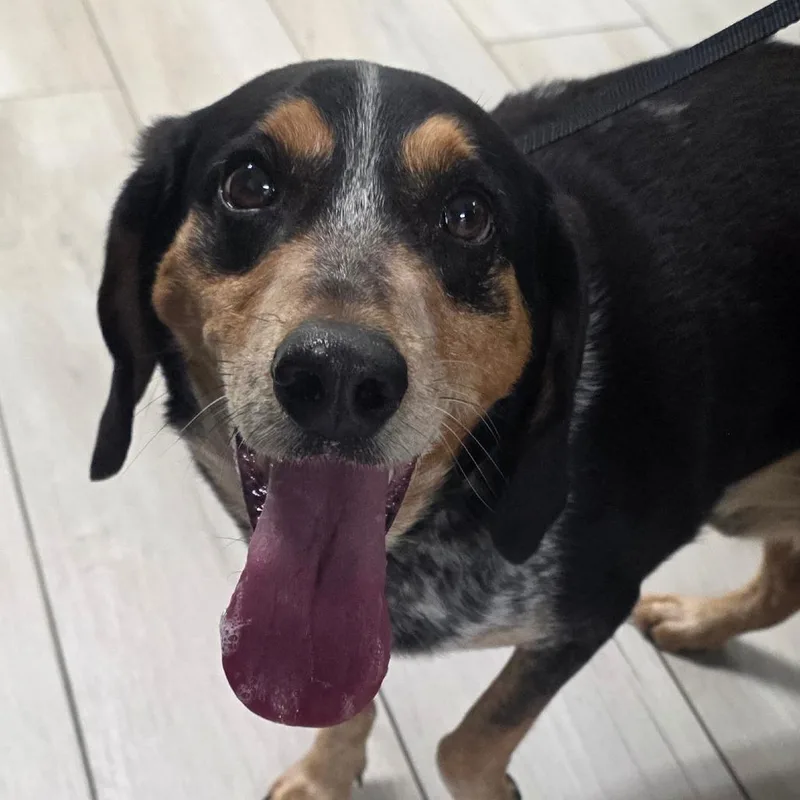 An adult medium-sized male Black Beagle dog named Reidite for adoption in Chatham, VA