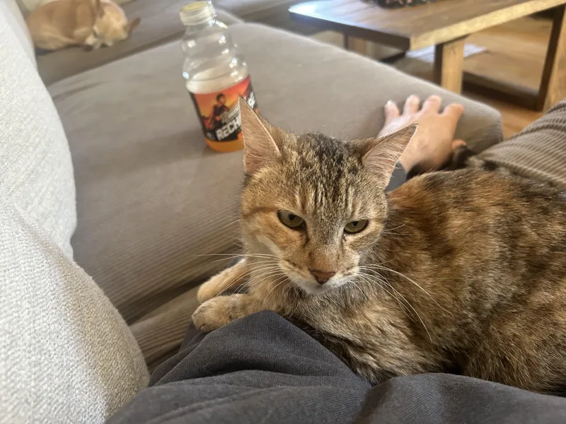 Mitzi