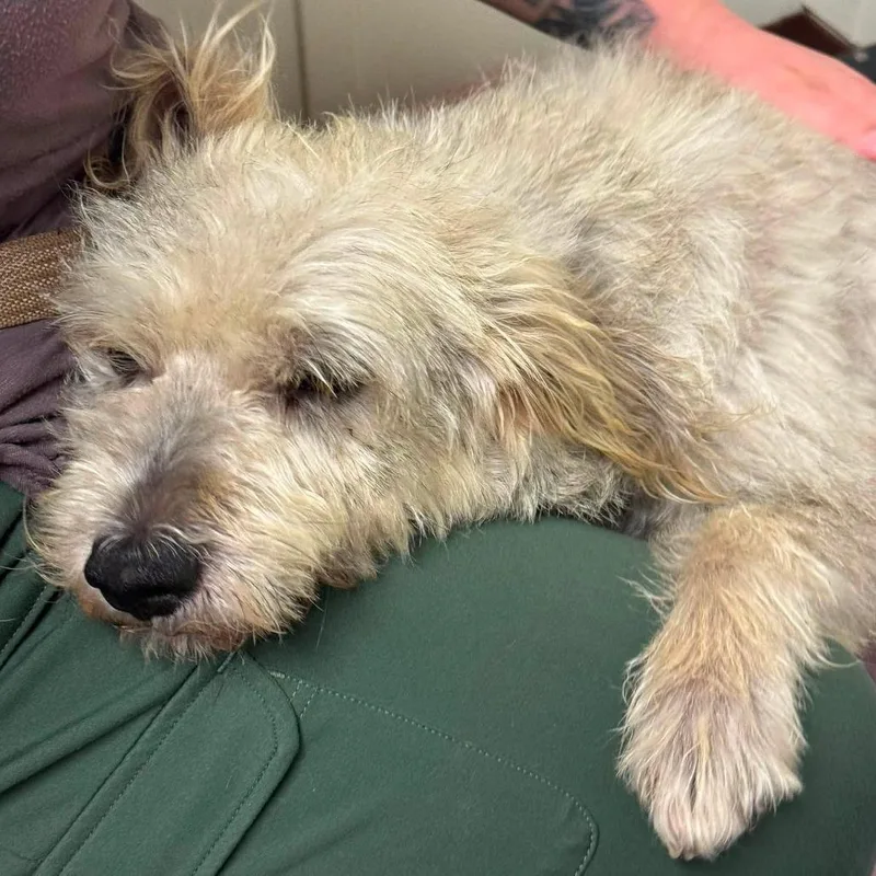 An adult medium-sized male White / Cream Terrier dog named Royal for adoption in Graham, WA