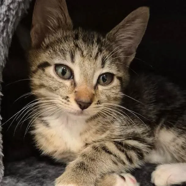 A baby small-sized male Brown / Chocolate Domestic Short Hair cat named Camembert "bertie" for adoption in Los Angeles, CA