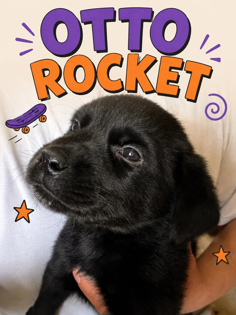 A baby large-sized male Labrador Retriever dog named Otto Rocket for adoption in Mankato, MN