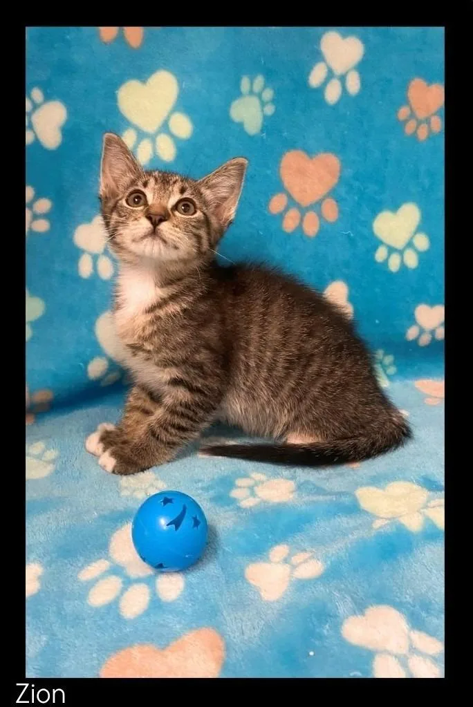 A baby medium-sized male Domestic Short Hair cat named Zion for adoption in Chino Valley, AZ