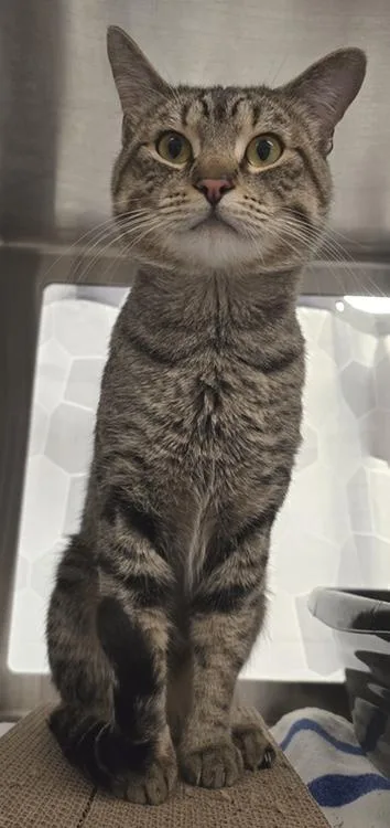 An adult large-sized male Domestic Short Hair cat named Mr. Nips for adoption in Seattle, WA