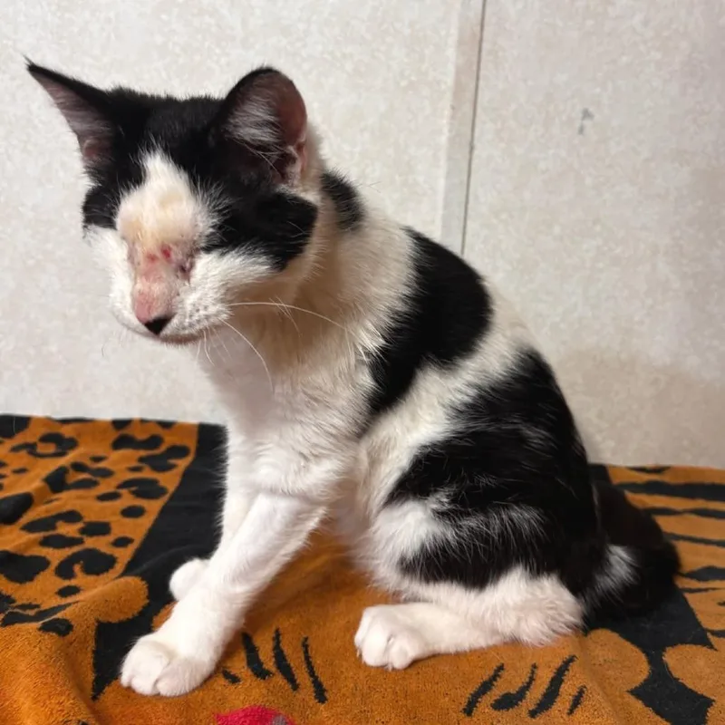 A baby medium-sized male White Domestic Short Hair cat named Get Up Kid for adoption in Belleville, IL