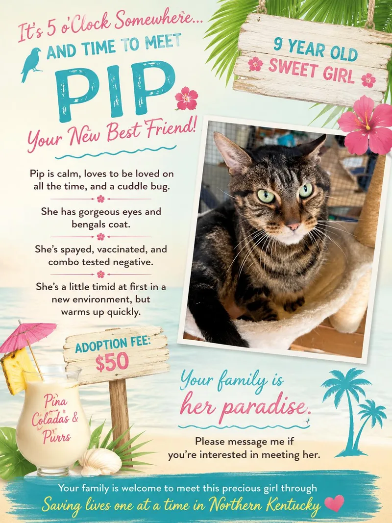 An adult medium-sized male Tabby (Tiger Striped) Tabby cat named PIPLoving Companion for adoption in Taylor Mill, KY