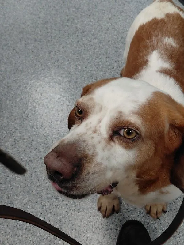 A senior medium-sized male White / Cream Basset Hound dog named Podge for adoption in bellefontaine, OH