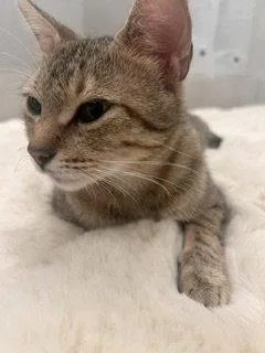 An adult medium-sized female Domestic Short Hair cat named Caroline for adoption in Irving, TX