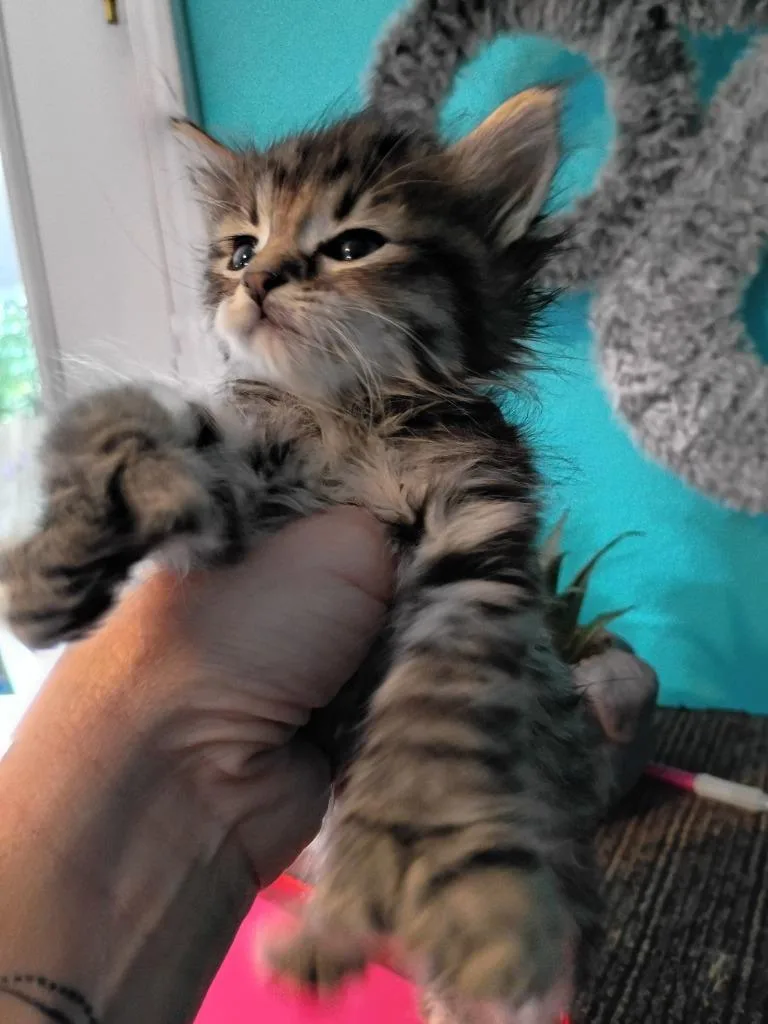 A baby small-sized male Domestic Medium Hair cat named Fluffy` for adoption in Crocker, MO