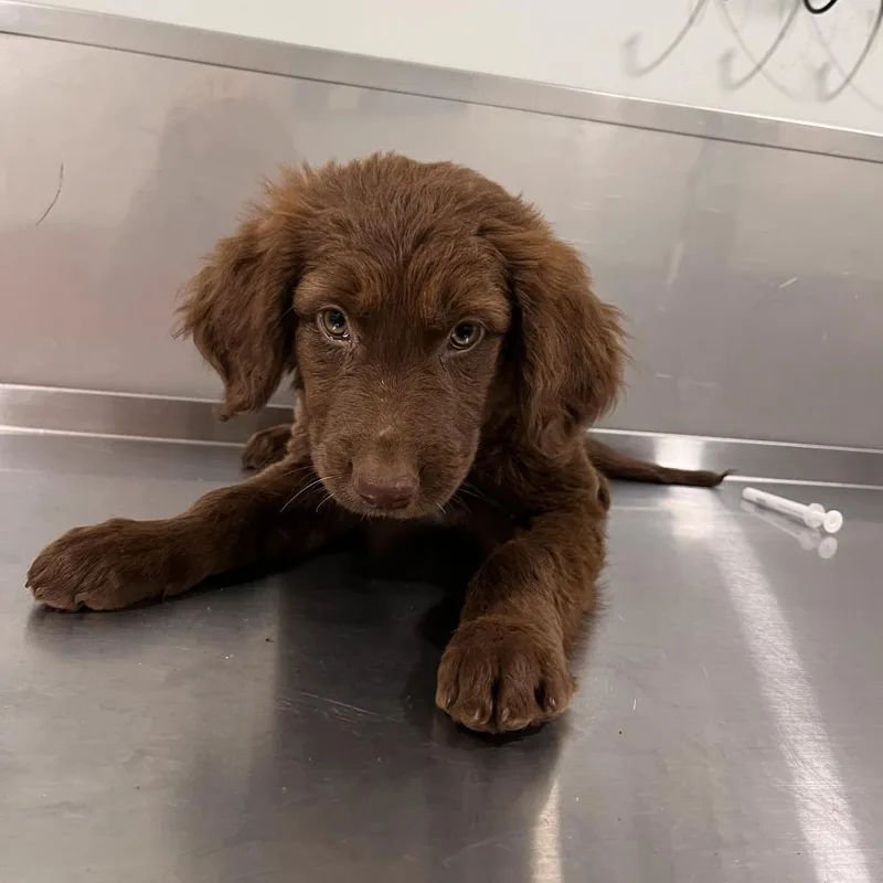 A baby small-sized male Brown / Chocolate Chocolate Labrador Retriever dog named Gary for adoption in Washburn, MO