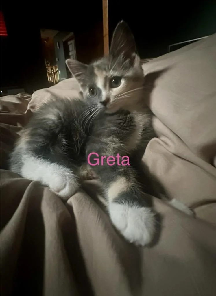 A baby medium-sized female Domestic Short Hair cat named Greta for adoption in Johnson City, TN