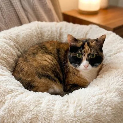 A young small-sized female Domestic Short Hair cat named Zelda for adoption in Wilkesboro, NC