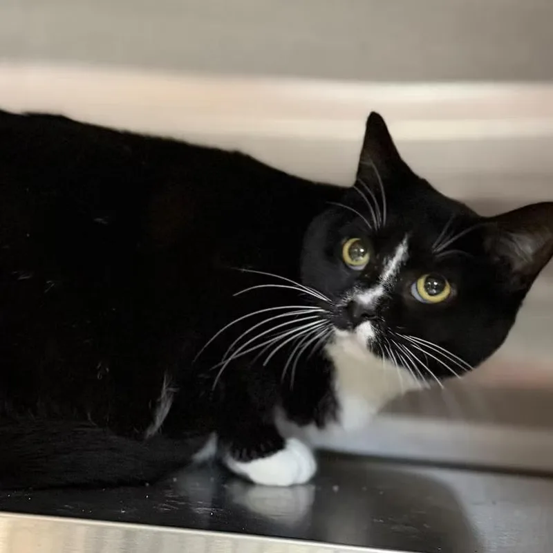 A young large-sized female Black Domestic Short Hair cat named Poly for adoption in Norfolk, NE