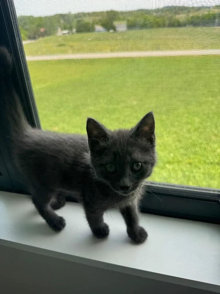 A baby medium-sized male Domestic Short Hair cat named Tuna for adoption in Johnson City, TN