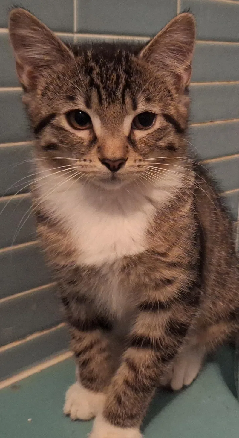 A baby medium-sized female Tabby (Brown / Chocolate) Domestic Short Hair cat named Mittens for adoption in Baltimore, MD