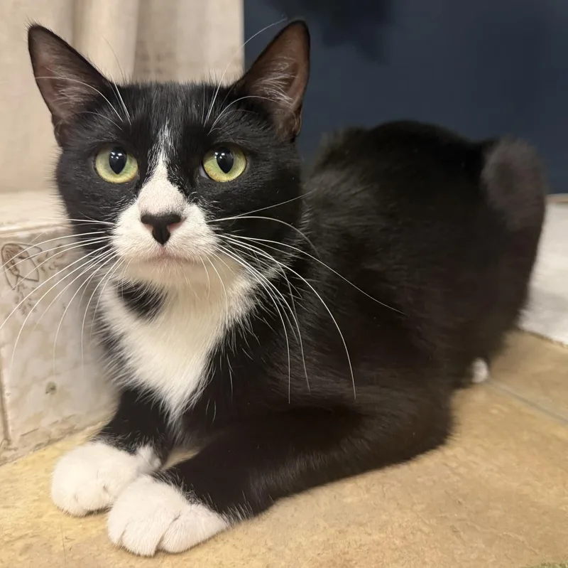 A young medium-sized female Tuxedo cat named Potato Salad for adoption in Chandler, AZ