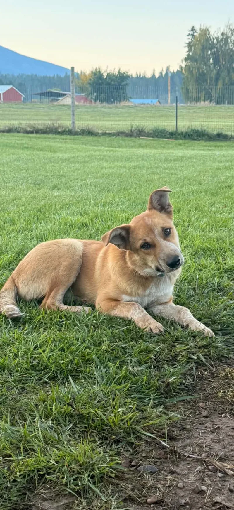 A young medium-sized male Cattle Dog dog named Buz for adoption in Polson, MT