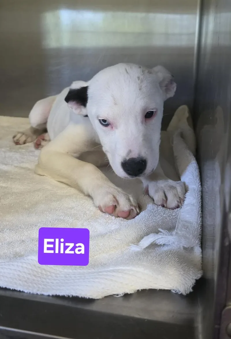 Eliza