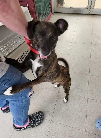 A young small-sized male Mixed Breed dog named Ralphie for adoption in Hobart, IN