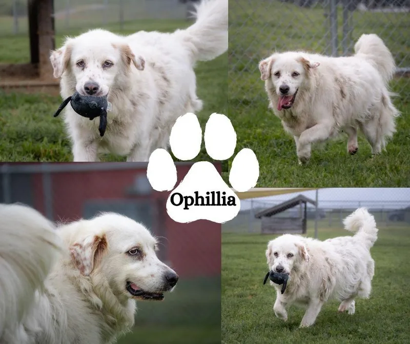 An adult medium-sized female Apricot / Beige Retriever dog named Ophelia for adoption in Albany, NY