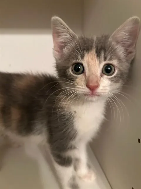 A baby small-sized female Domestic Short Hair cat named Carmela for adoption in Peoria, IL