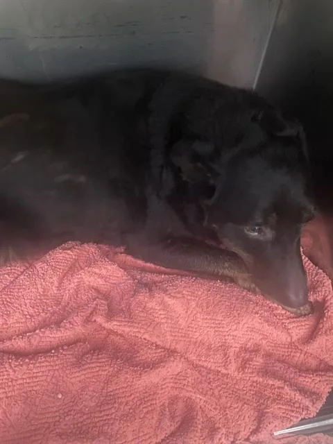 An adult large-sized male Mixed Breed dog named King for adoption in Dallas, TX